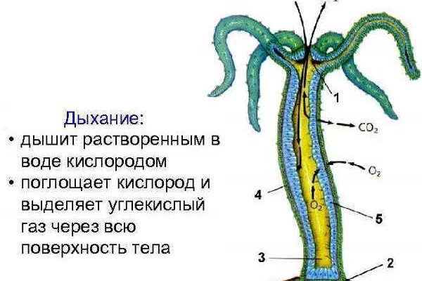 Hydra kraken