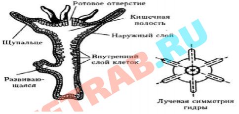 Кракен сайт в тор браузере